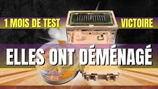 Mes donn&eacute;es et retours d'&eacute;levage sur la fourmili&egrave;re de chez ANTWORLD + une fourmi non identifi&eacute;e ⚠️