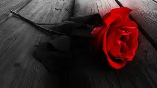 The Burnin Rain - Twisted Flower
