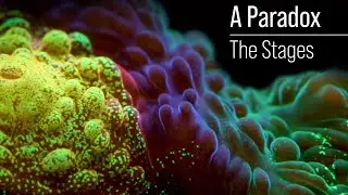 The New Reefer / Mentor Paradox. Reef Tank Stages. Where You Are vs. Where You Came From.