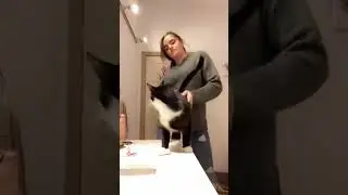 Super Helpful Cats for Every Task 😺