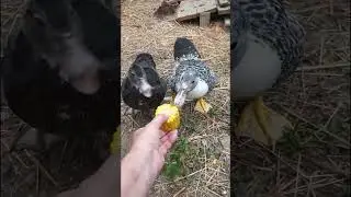 Took the birds some sweetcorn this morning & discovered Pepper is definitely a rooster! 🐓