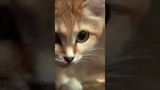 Песчаный кот: король пустыни #Кошки #ПесчаныйКот #Шорты