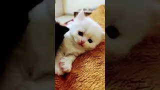 Cute baby kitten sound ❤️ #shorts