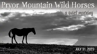 A quiet Morning with the Pryor Mountain Wild Horses - July 31, 2023
