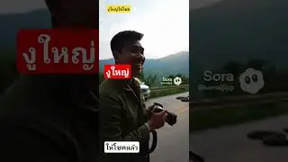 #งูใหญ่ให้โชค #one #funny #cat #toys #animals #ข่าวดัง #cute #wow #music #dragonball