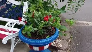 Garden update late June&hearts;️🌴🇺🇸Jose's Tropical Garden