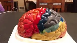 Brain Anatomy