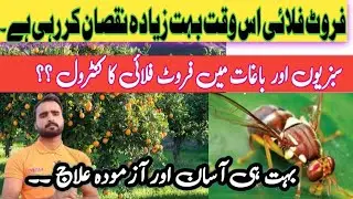 How to control fruit fly from vegetables and fruit plants || agriculture information by Taseen