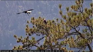 Jackie and Shadow, just being together FOBBV CAM Big Bear Bald Eagle Wide View - Cam 2