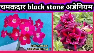 चमकदार black stone अडेनियम @babluadenium #desertrose #adenium #garden