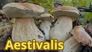 scatti estatini in faggeta