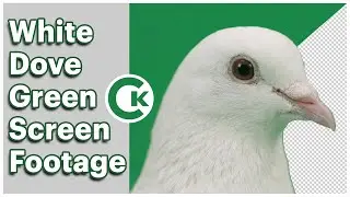 White Dove on Green Screen | Free Chroma Key Footage Pack