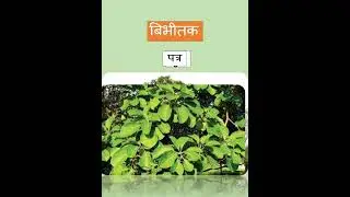 || 18.बिभीतक (Terminalia bellirica)|| AYURVED |#youtubeshorts #shortvideo #shorts #short #dravyaguna