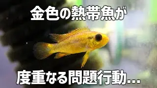金色のアピストが何度も問題行動…#246【アクアリウム】