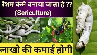 रेशम कीट से रेशम कैसे बनाया जाता है || Silkworm farming process || Sericulture ||
