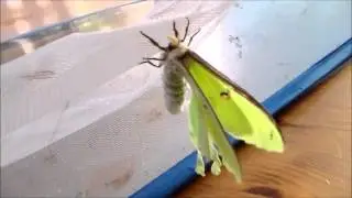 Graellsia isabellae (f) x Actias luna (m)