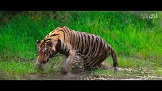 Teaser | Celebrating 25 Years of Nature Safari India - Legacy of Wildlife Adventures & Conservation