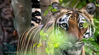 Umred Wildlife Trip Highlights
