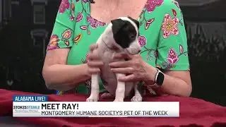 Montgomery Humane Society's pet of the week!