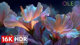 Most Beautiful Flowers in the World in 16K HDR | Dolby Vision