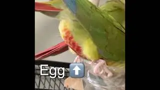 Pregnant Conure