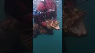 New Oregon State Record Ling Cod
