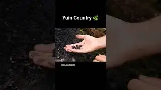 Muladha Gamara - Yuin Country