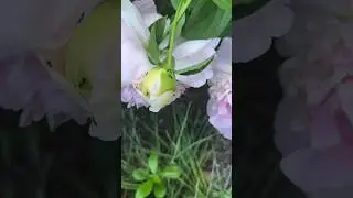 Gardening Quick Tip #10: Ants On Your Peony Plants?? 🐜 🪴