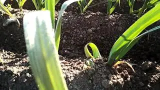 Fiche l&eacute;gume 6 - Printemps 2021 - Ail