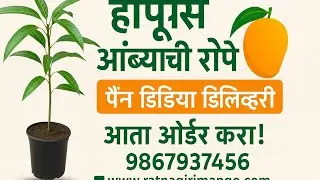 Order Alphonso Mango Saplings | Pan India Delivery | Call 9867937456