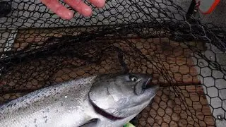 Washington State King Salmon Fishing 2022 (Marine Area 13)