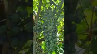 0721 infezione oidio