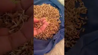 Dapog method trial  🌾