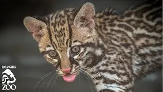 Baby Ocelot Kittens at L.A. Zoo