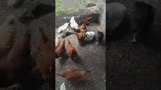 Bug Buffet! 🐛 Chickens Go Wild in the Compost Pile 🐔🌱