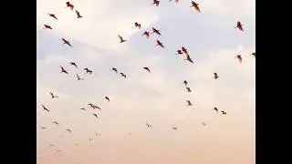 Se j amar jormo bumi o seje amar jormo bumi