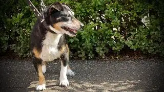 Dog Expert Witness. Assessment of a Small Terrier for the Courts. August 2019.