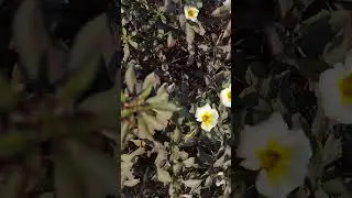 White yellowed with nature beautification