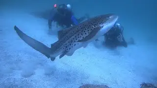 SHARKS TURTLES AND SCUBA DIVING IN FUJAIRAH UAE