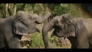 The Wild World of Elephant Mating: Musth and Beyond!