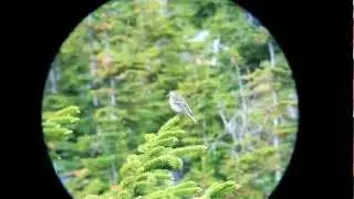 Cassin's Finch singing
