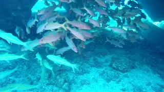 Fish Maui 2024