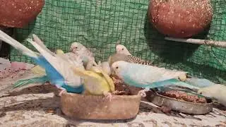 SARDI WALI BARSAT SE BAJRI PARROT KO KAISE BACHE #subscribe #short#my lovely sweet bajri parrot 🦜🦜🐦