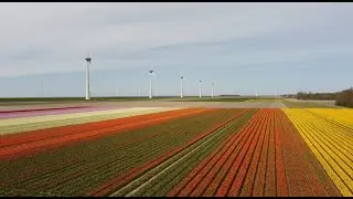 Tulipfields in Espel, the Neterlands