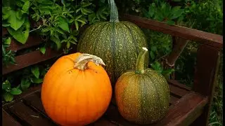 My Wildlife Allotment in September 2021