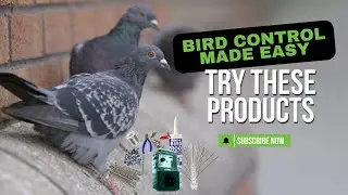 How to Keep Birds Off Ledges and Parapet Walls | Effective Bird Control Solutions