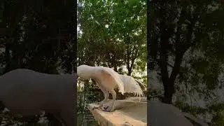 Ayam Putih Mylus Tembus Berjemur Pagi #ayamhias #ayamputihtembus #ayamputihlamongan #kbbsfarm