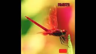 Beautiful Dragan fly || Thattan poochi || Shorts RMB72 ||#shorts #dragonfly #thattan #RMB72