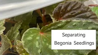 Sowing Begonia Seeds and Separating Begonia Seedlings
