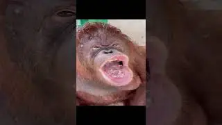 Watch the Monkey's Reaction After Eating Ice Cubes! #Monkey #shorts